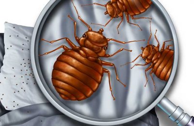 Everything You Should Know About Bed Bug Steamers