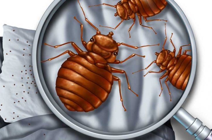Everything You Should Know About Bed Bug Steamers