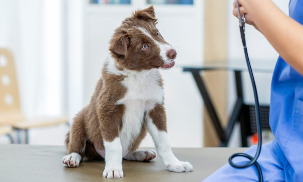 pet senior care in Encino