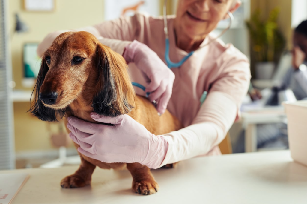 senior dog wellness exam in Encino